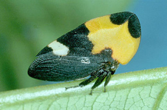 Image of Phyllotropis