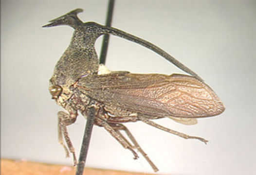 Image of Elaphiceps