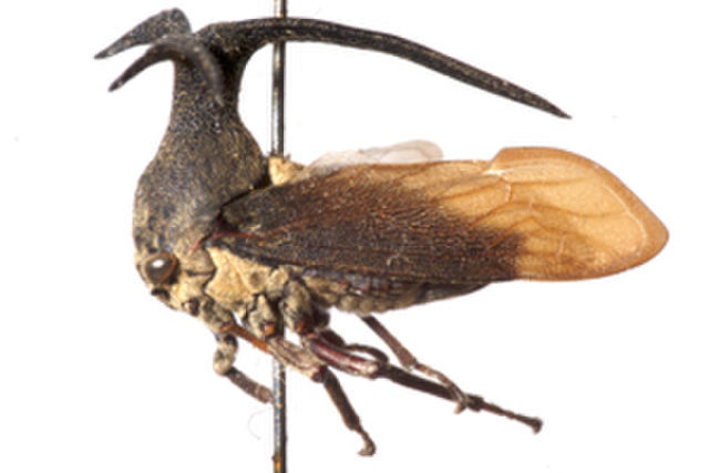 Image of Elaphiceps