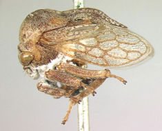 Image of Centrotusoides