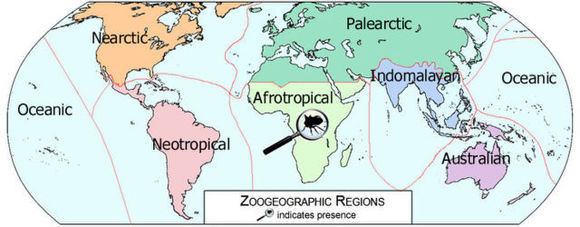 Image of Tricoceps