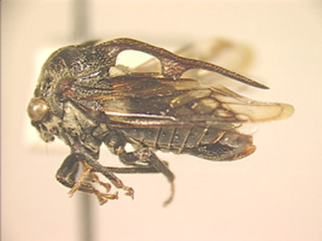 Image of Boocerus