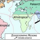 Image of Zigzagicentrus