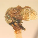 Image of Coccosterphus