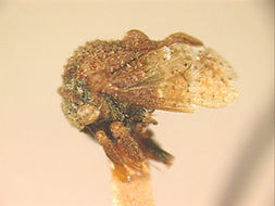 Image of Coccosterphus