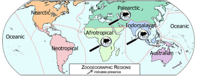 Plancia ëd Oxyrhachis