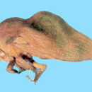 Image of Hypheodana