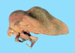 Image of Hypheodana