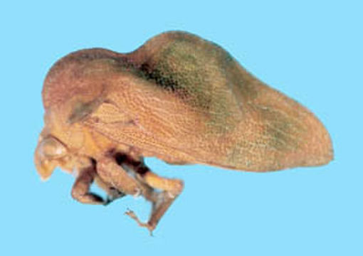 Image of Hypheodana