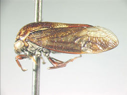 Image of Monobeloides