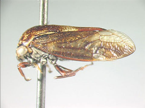 Image of Monobeloides