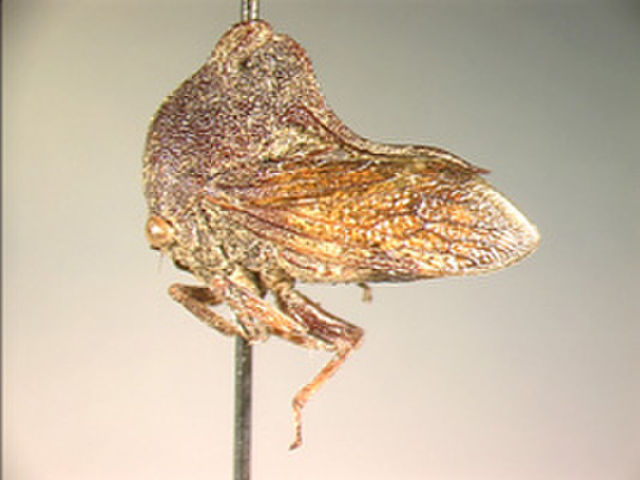 Image of Foliatrotus
