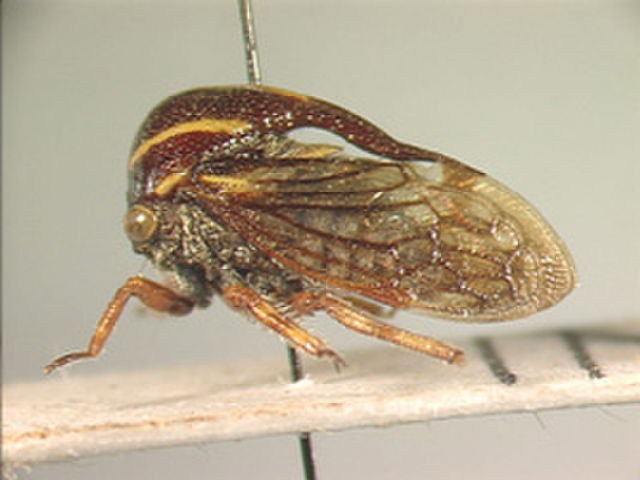 Image of Afraceronotus
