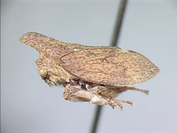 Image de Hybandoides