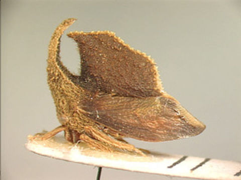 Image of Flatyperphyma