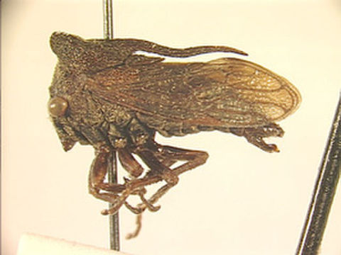 Image of Aurinotus