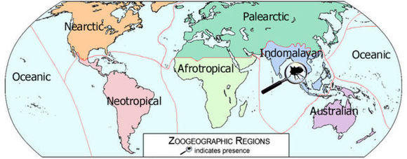 Imagem de Occator