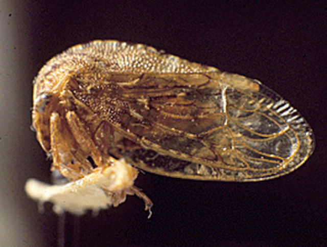 Image of Dysyncritus