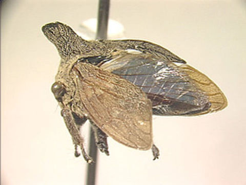 Image of Truncatocornum