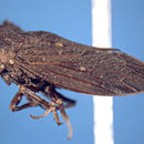 Image of Centruchoides