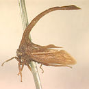 Image of Hypsauchenia