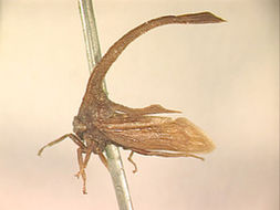 Image of Hypsauchenia