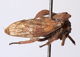 Image of Amphilobocentrus