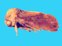 Image of Scytodepsa