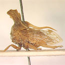 Image of Platybelus