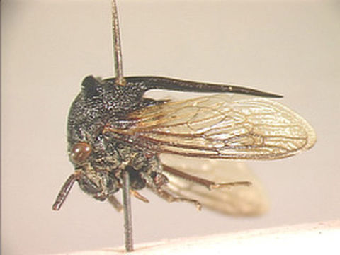 Image of Leptocentrus