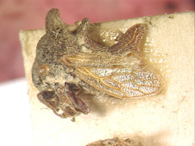 Image of Acanthucalis