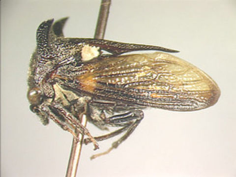 Image of Campylocentrus