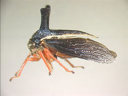 Image of Callicentrus