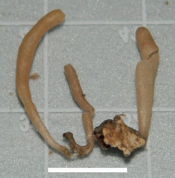 533.worms image 106804.580x360