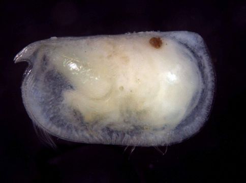 533.worms image 117379.580x360