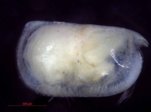 533.worms image 117380.580x360