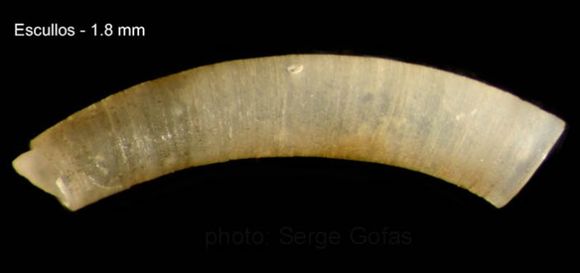 533.worms image 70291.580x360