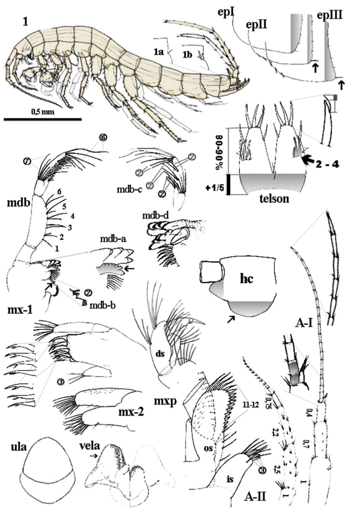 Image of Niphargus plurispinosus Hudec & Mock 2014