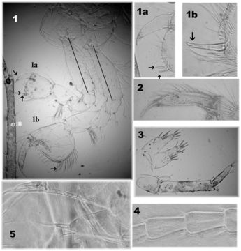 Image of Niphargus plurispinosus Hudec & Mock 2014