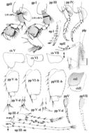 Слика од Niphargus plurispinosus Hudec & Mock 2014