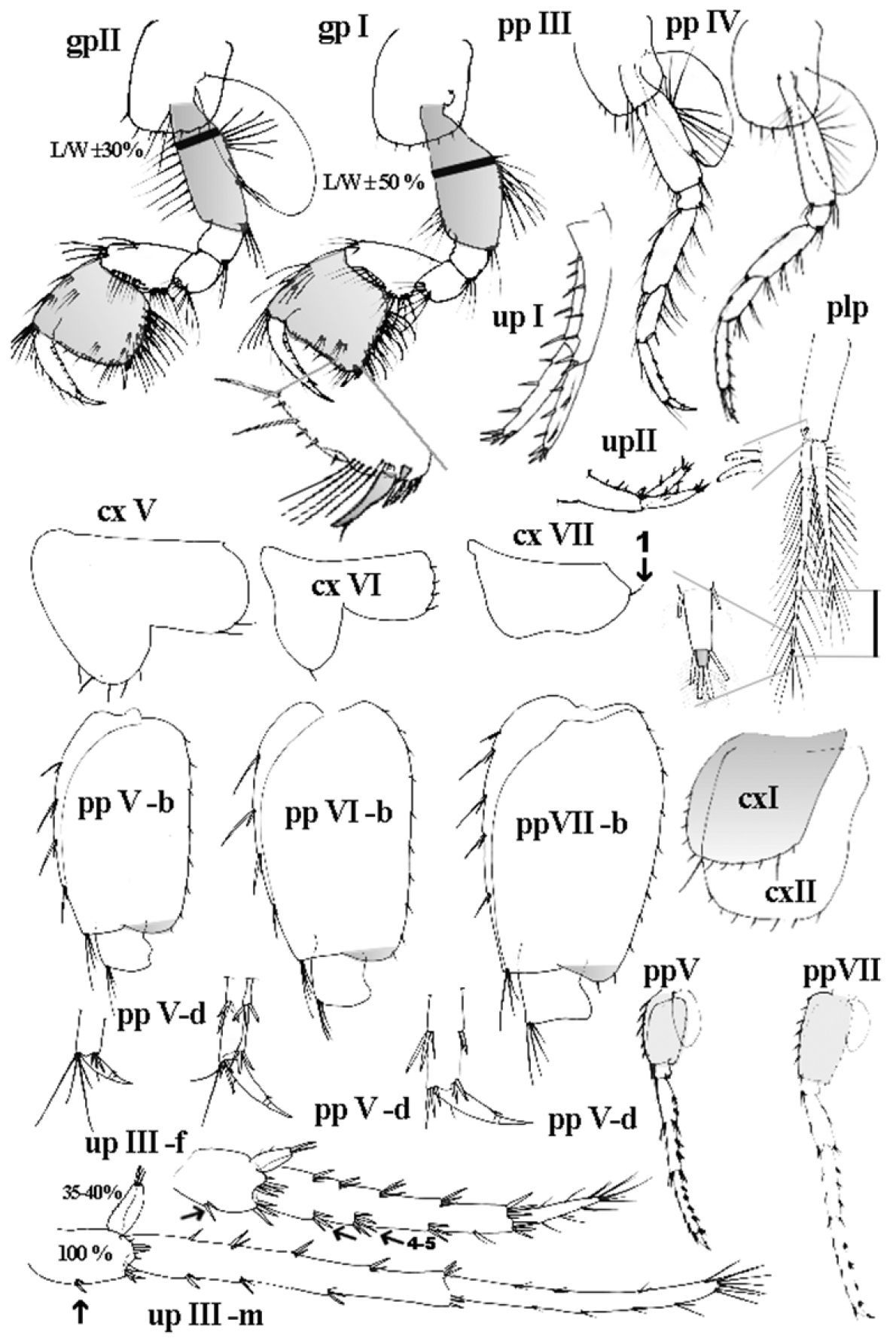 Image of Niphargus plurispinosus Hudec & Mock 2014