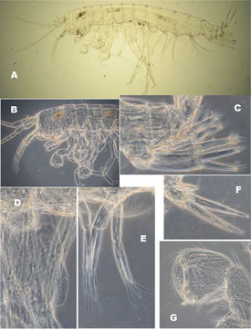 Image of Niphargus plurispinosus Hudec & Mock 2014