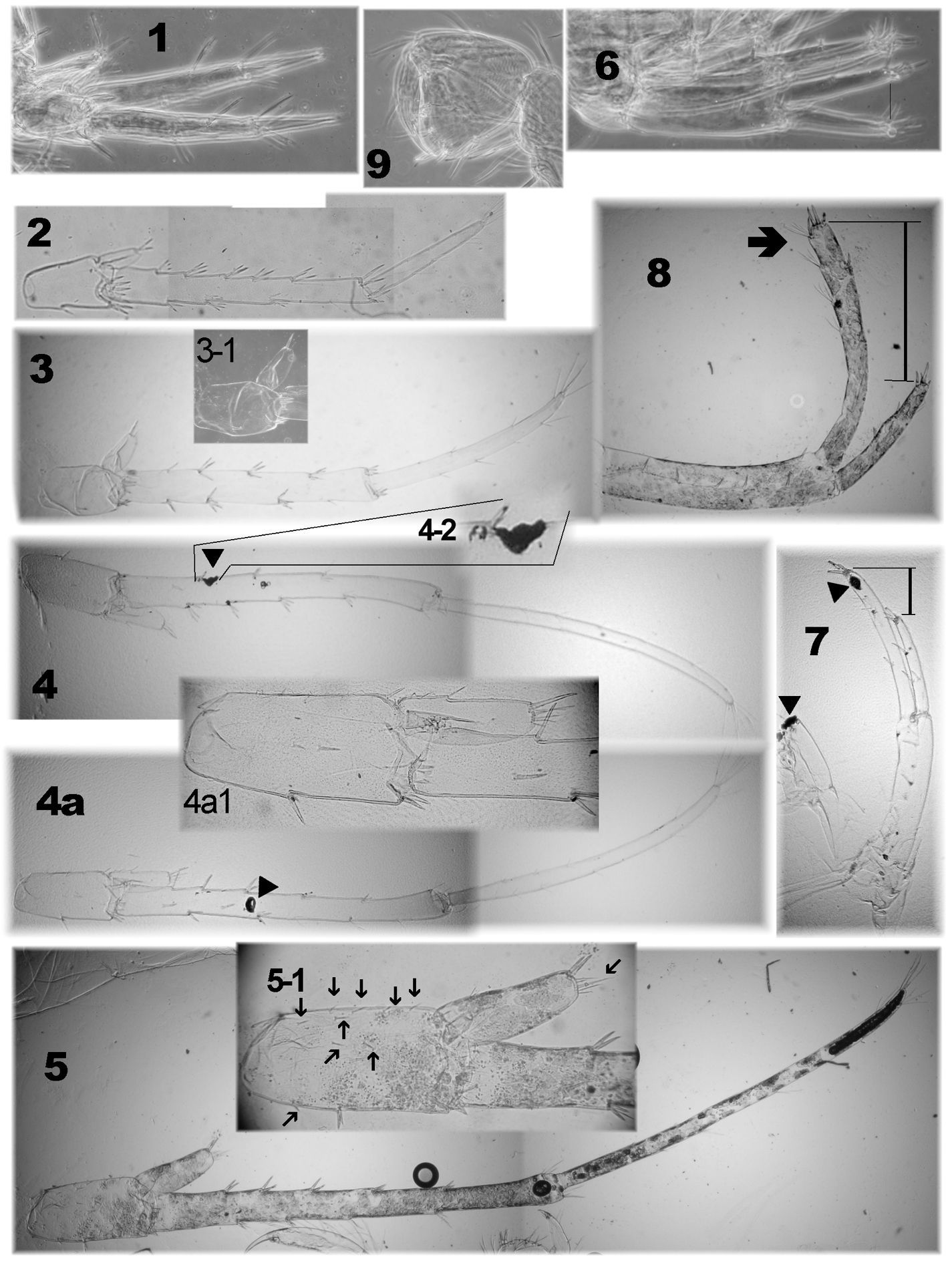 Слика од Niphargus plurispinosus Hudec & Mock 2014