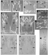 Слика од Niphargus plurispinosus Hudec & Mock 2014