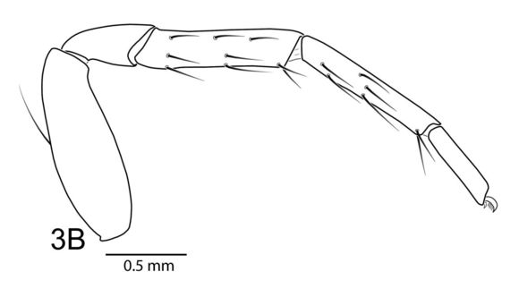 Слика од Penestomus