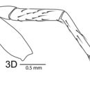 Image of Penestomus armatus (Lehtinen 1967)