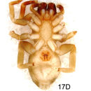 Image of Penestomus zulu Miller, Griswold & Haddad 2010