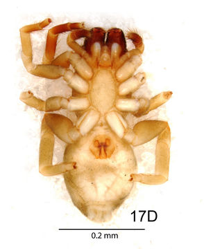 Image de Penestomus zulu Miller, Griswold & Haddad 2010