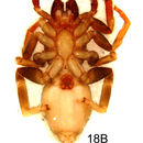 Image de Penestomus croeseri Dippenaar-Schoeman 1989