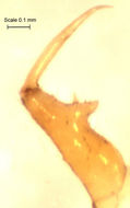 Image of Rugathodes